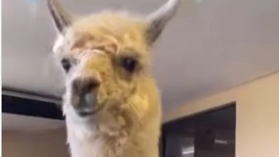 Lhama Kiki ganha tratamento de estrela ao tomar banho em pet shop