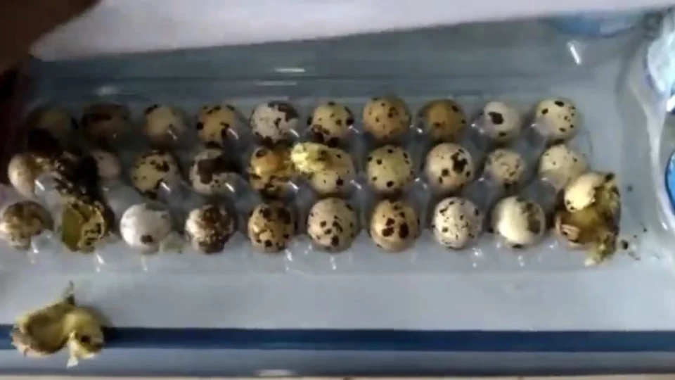 Codornas nascem em prateleira de comércio devido forte calor no PI; veja vídeo