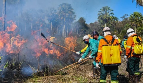 Queimadas nos biomas brasileiros são por ação humana, revela pesquisa