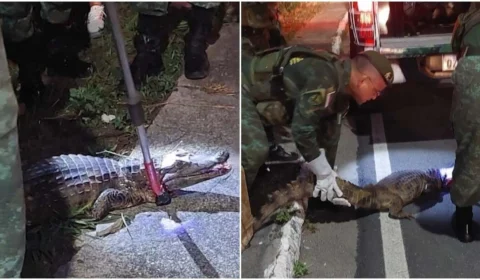 VÍDEO: jacaré é resgatado após ser atropelado por moto em Manaus
