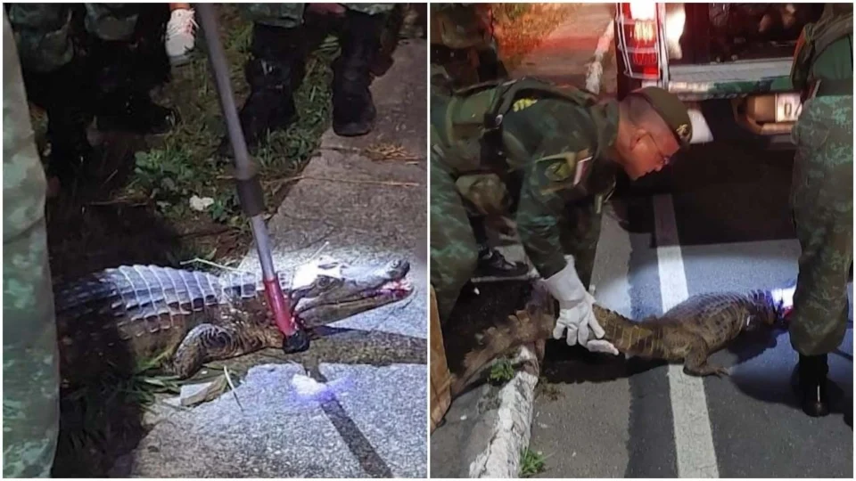 VÍDEO: jacaré é resgatado após ser atropelado por moto em Manaus