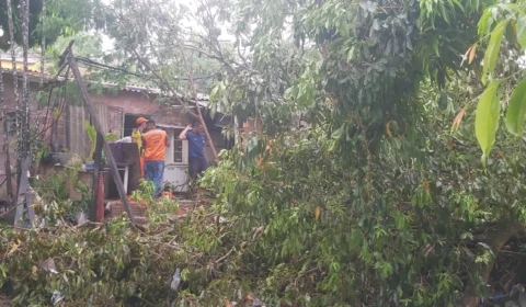Árvore cai sobre casa durante chuva em Manaus; confira outras ocorrências