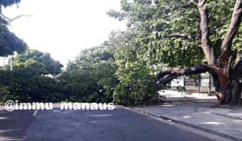 Árvore tomba e prejudica trânsito em avenida de Manaus