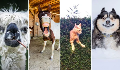 ‘Dia dos Animais’: saiba como é celebrada esta data no Brasil