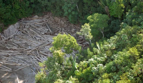 Desmatamento na Amazônia apresenta queda de 11%, diz Inpe