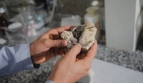 Doenças crônicas: plantas amazônicas podem ajudar no tratamento, diz estudo