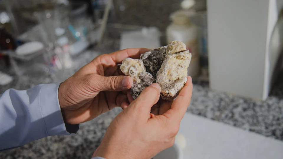 Doenças crônicas: plantas amazônicas podem ajudar no tratamento, diz estudo