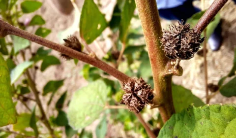 Sepror credencia para recebimento de sementes de malva até segunda, 31