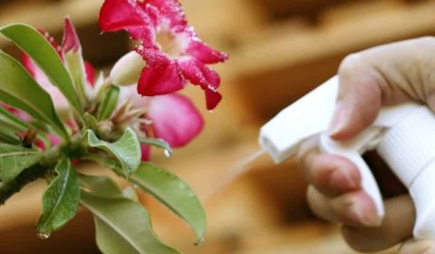 Como cuidar das plantas durante o tempo seco?