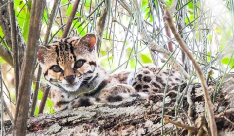 Espécie rara de felino é fotografada em área de mata no Rio de Janeiro