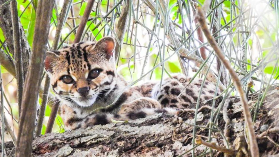 Espécie rara de felino é fotografada em área de mata no Rio de Janeiro