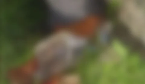 Homem é executado a tiros na Zona Norte de Manaus