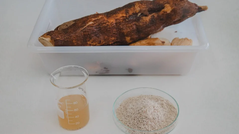 Pesquisa avalia mandioca açucarada para produção de etanol no Amazonas