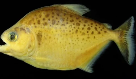 Nova espécie: piranha com pintas é descoberta por pesquisadores na Amazônia