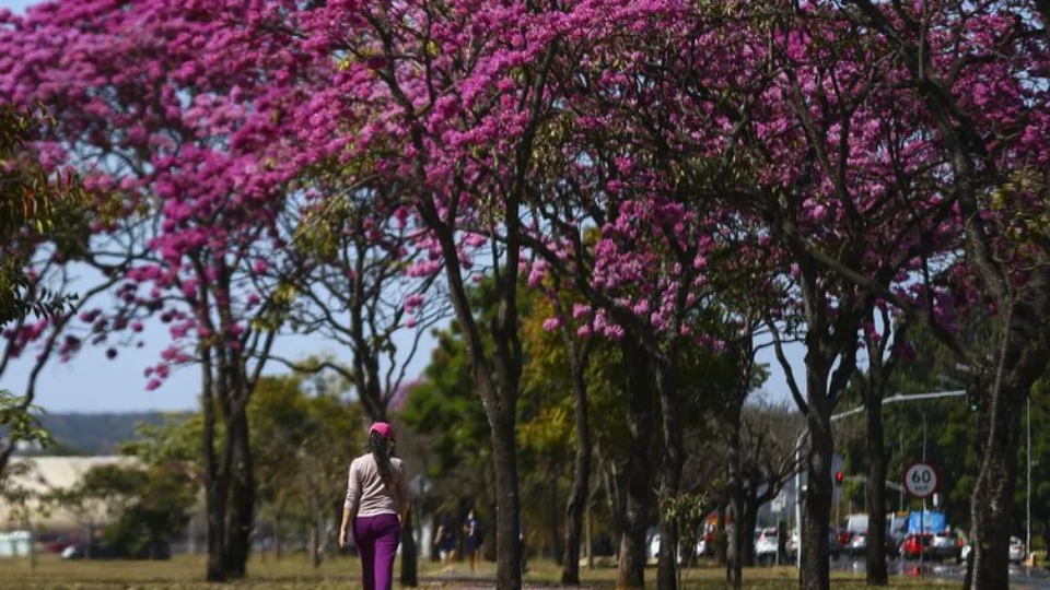 Primavera e frescor: confira quatro dicas para usar decoração floral em casa