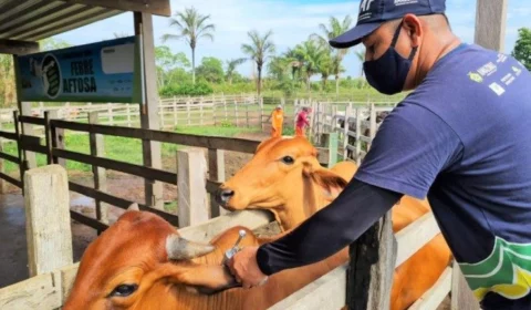 Febre Aftosa: prazo para comprovação de vacina encerra na sexta-feira, 2, no AM