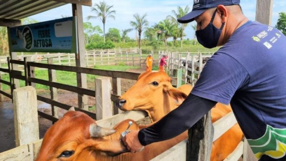 Campanha de vacinação contra febre aftosa é prorrogada até 17 de dezembro