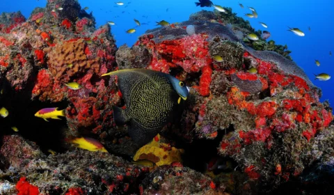 Brasil tem o 3º maior sistema de recifes de corais do mundo, diz pesquisa