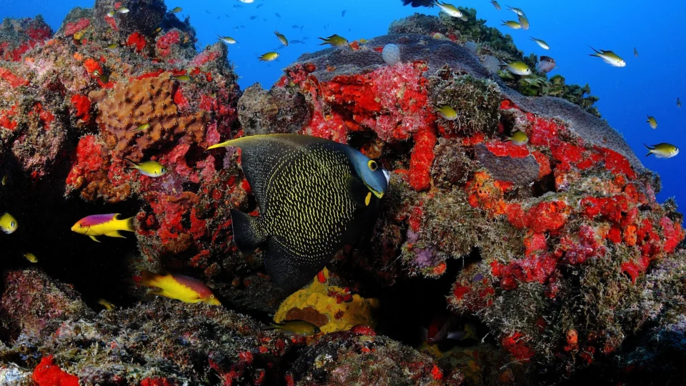 Brasil tem o 3º maior sistema de recifes de corais do mundo, diz pesquisa