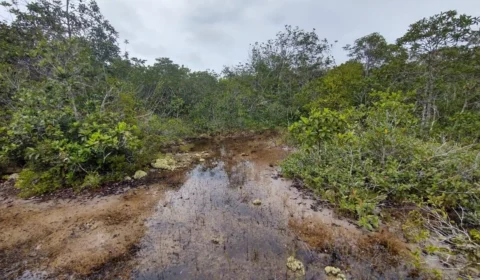 Ecoturismo comunitário: pesquisa mapeia 3 trilhas para turismo no AM