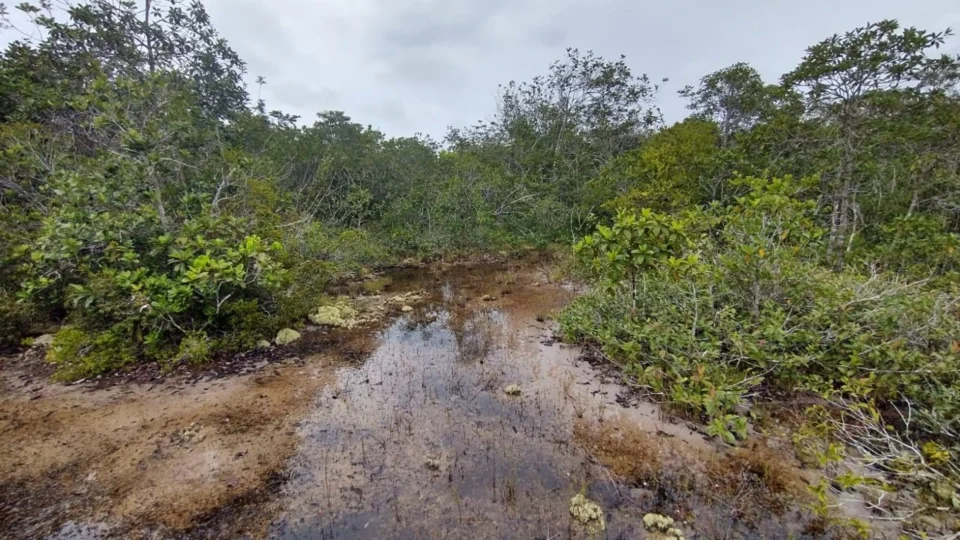 Ecoturismo comunitário: pesquisa mapeia 3 trilhas para turismo no AM
