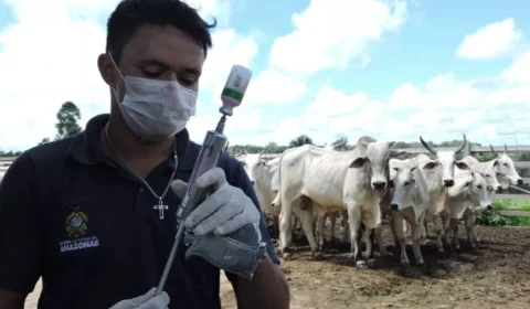 Febre aftosa: Brasil deve vacinar 161 milhões de bovinos e bubalinos