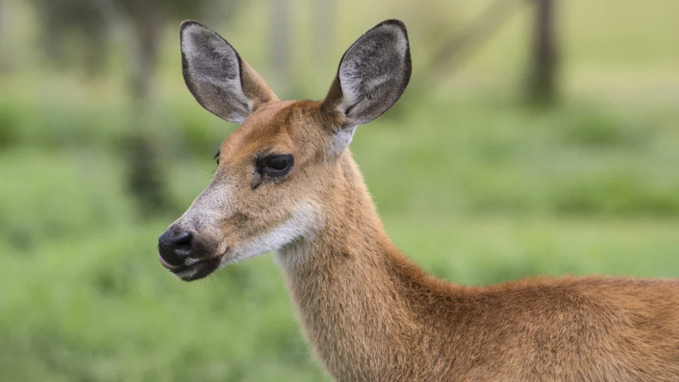 Mata Atlântica: ampliar área protegida ajuda a conservar cervídeos ameaçados