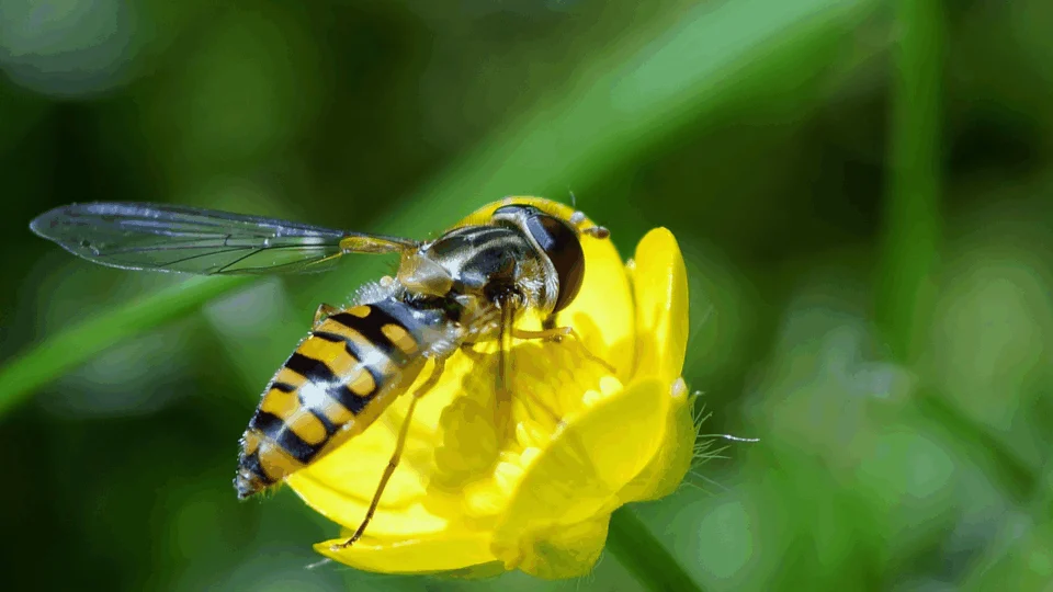 Mudanças climáticas podem extinguir 65% dos insetos do mundo, diz pesquisa