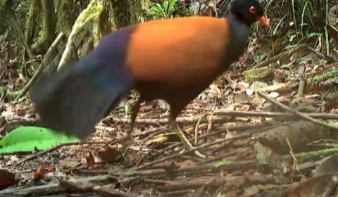 Pássaro ‘extinto’ há 140 anos é encontrado por pesquisadores em Papua-Nova Guiné