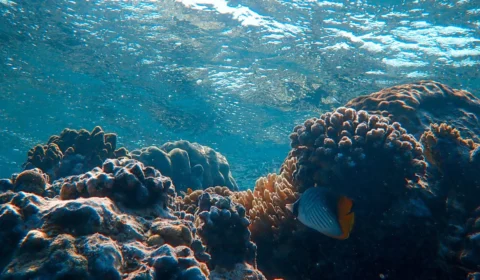 Plástico em recifes afeta comportamento alimentar de peixes, diz pesquisa