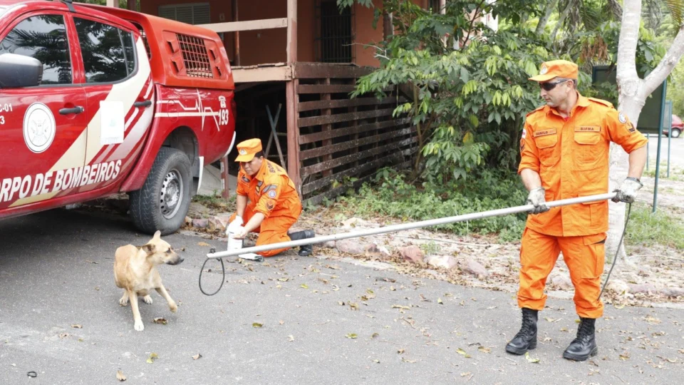 Mais de 130 animais domésticos em situação de risco são resgatados em Manaus