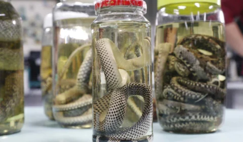 Acidentes com animais peçonhentos somam 2,2 mil casos no Amazonas, em 2022