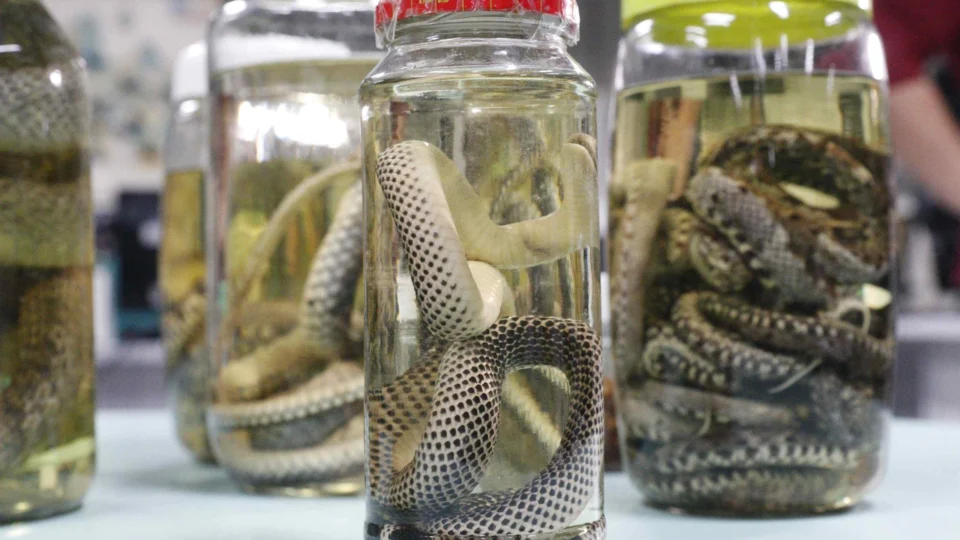 Acidentes com animais peçonhentos somam 2,2 mil casos no Amazonas, em 2022