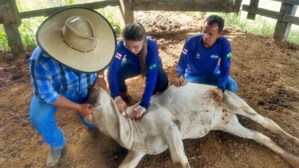 Vacinação contra brucelose no Amazonas é prorrogada até 15 de dezembro
