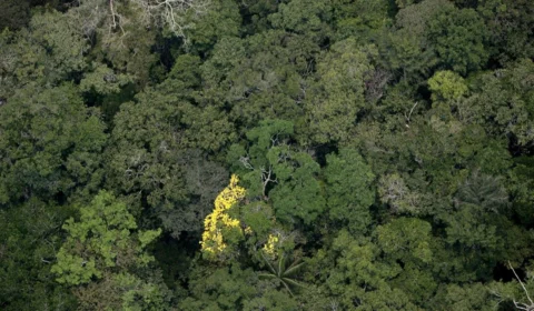 Desmatamento cai 41% em outubro em unidades de conservação do AM