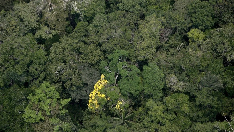 Desmatamento cai 41% em outubro em unidades de conservação do AM