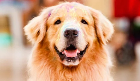 Tintura para pelos de cães é ofertada no mercado; veterinária orienta