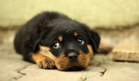 Toxocaríase, você sabe o que é? Saiba como prevenir seu pet