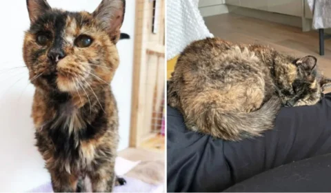 Conheça Flossie, a gata oficialmente mais velha do mundo com 27 anos