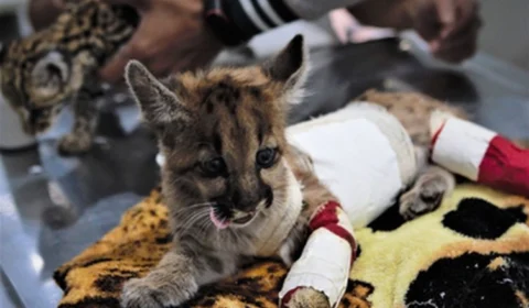 Campanha arrecada bichos de pelúcia para filhotes de animais silvestres órfãos