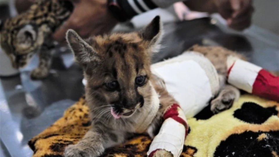 Campanha arrecada bichos de pelúcia para filhotes de animais silvestres órfãos