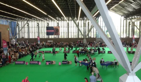 World Dog Show 2022 apresentará 300 raças de cachorros de 50 países em SP