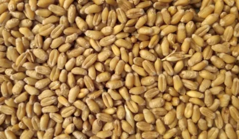 Grãos da Ucrânia: Rússia retoma participação em acordo para exportação