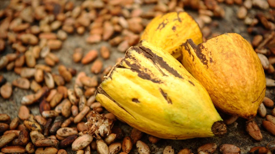 AM prepara força-tarefa para combater praga que afeta cupuaçu e cacau