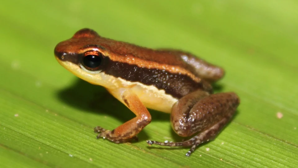 Novas espécies de sapos são descobertas em unidades de conservação no AM