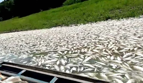 Seca no AM: ‘tapete’ de peixes mortos em Coari também ganha força com esgotos, diz biólogo