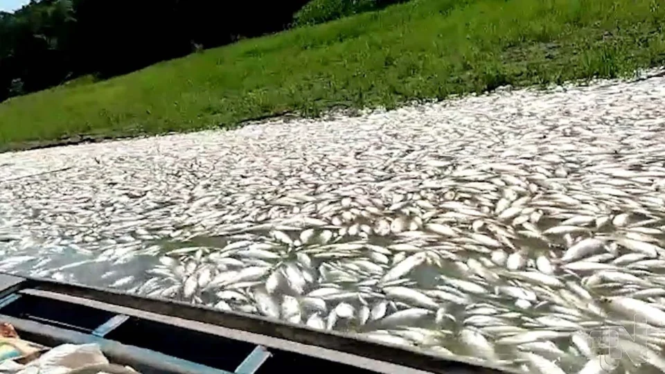 Seca no AM: ‘tapete’ de peixes mortos em Coari também ganha força com esgotos, diz biólogo