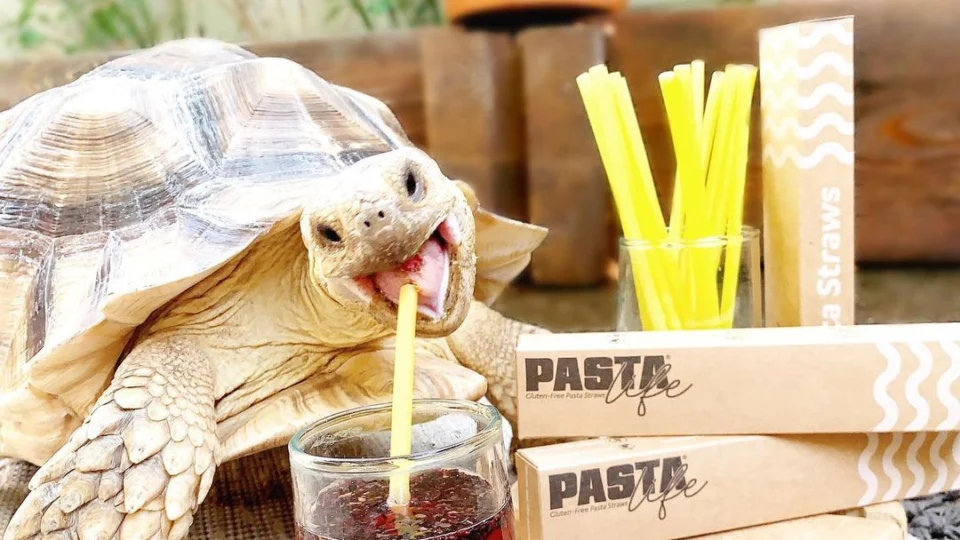 Tartaruga pet influenciadora tem mais de 200 mil seguidores