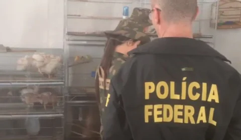 Operação contra tráfico de animais silvestres e exóticos é realizada em SC