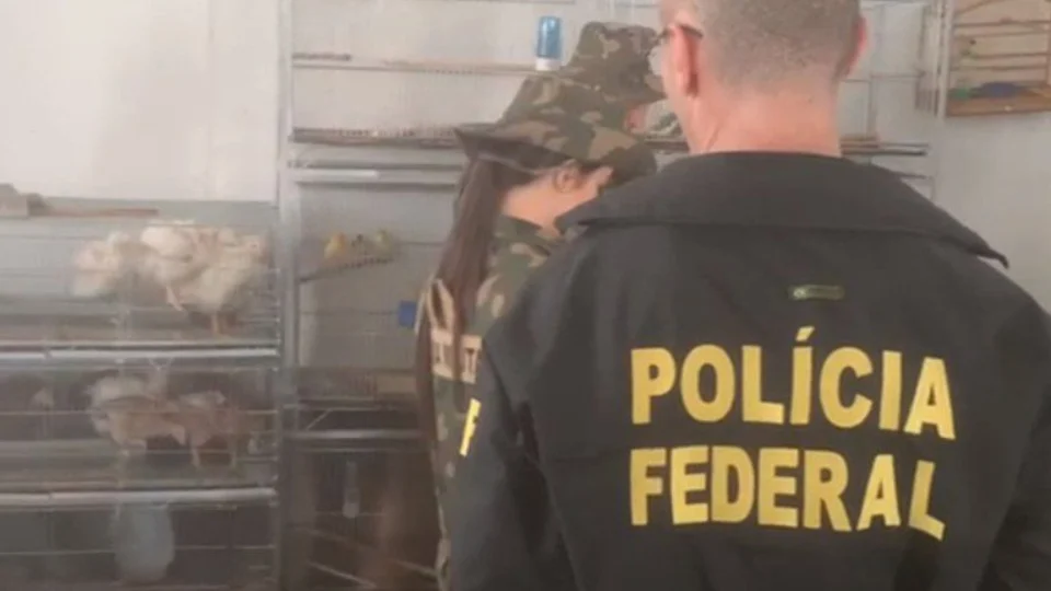 Operação contra tráfico de animais silvestres e exóticos é realizada em SC